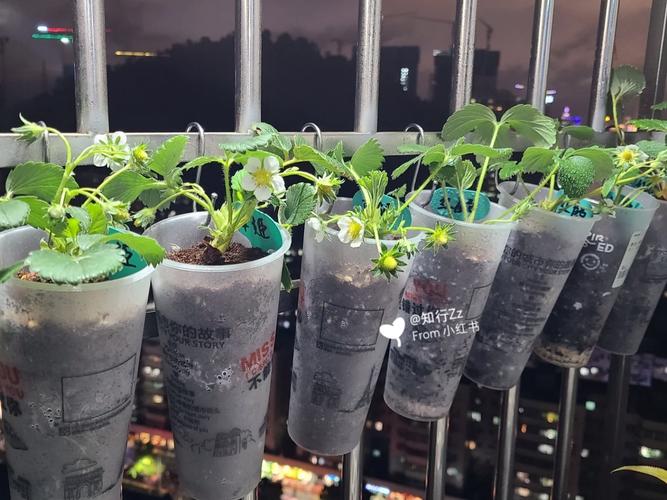 奶茶店，有一面墙大概2m*2m，不知道做什么？最好能吸引人「番茄种植奶茶杯怎么种植的」 奶茶店，有一面墙大概2m*2m，不知道做什么？最好能吸引人「番茄种植奶茶杯怎么种植的」 番茄病虫害防治