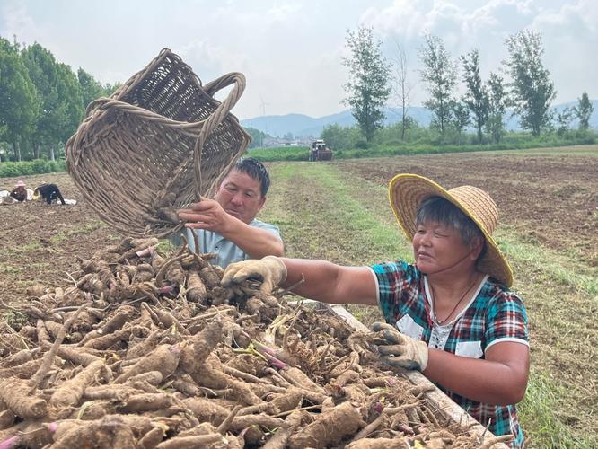 淮北地区10月份适合种什么菜「安徽蔬菜种植技巧图解视频」 淮北地区10月份适合种什么菜「安徽蔬菜种植技巧图解视频」 种植技巧