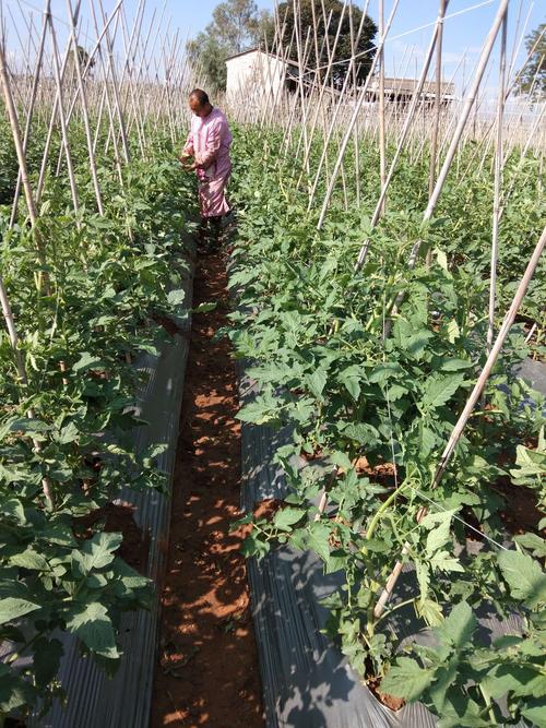 露天番茄种植管理技术「番茄室外怎么种植视频」 露天番茄种植管理技术「番茄室外怎么种植视频」 番茄病虫害防治