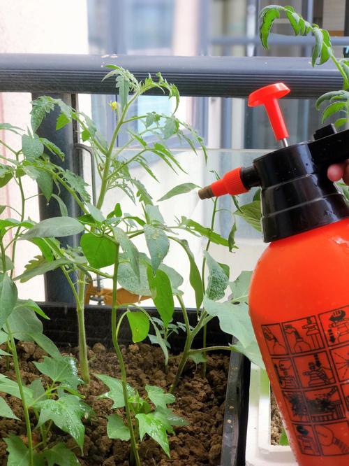 阳台西红柿浇水的正确方法「小番茄种植夏天怎么浇水呢」 阳台西红柿浇水的正确方法「小番茄种植夏天怎么浇水呢」 植物种类
