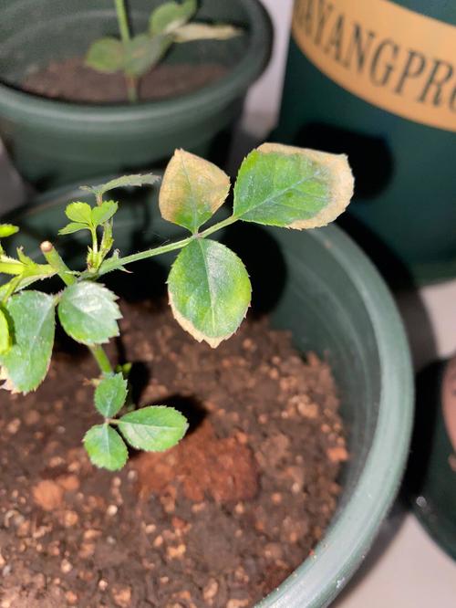 阳台西红柿浇水的正确方法「黑番茄阳台怎么种植方法视频」 阳台西红柿浇水的正确方法「黑番茄阳台怎么种植方法视频」 番茄种植技巧