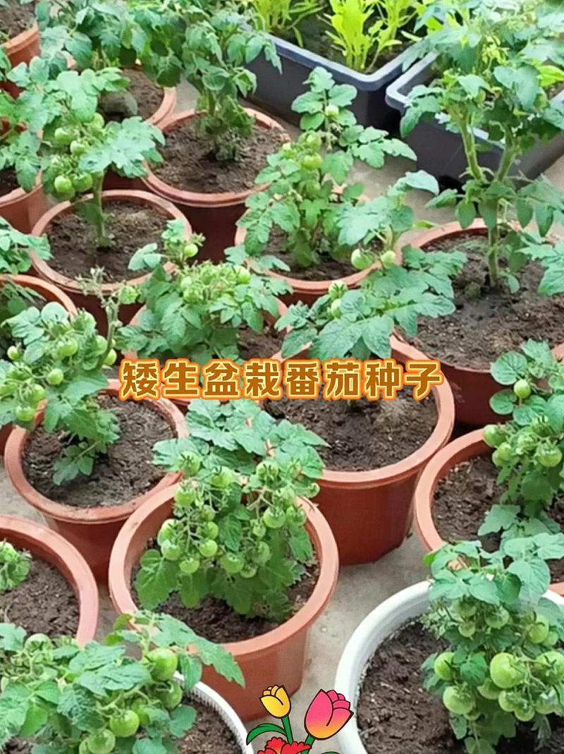 阳台西红柿的种植方法「阳台蔬菜番茄怎么种植视频」 阳台西红柿的种植方法「阳台蔬菜番茄怎么种植视频」 番茄病虫害防治
