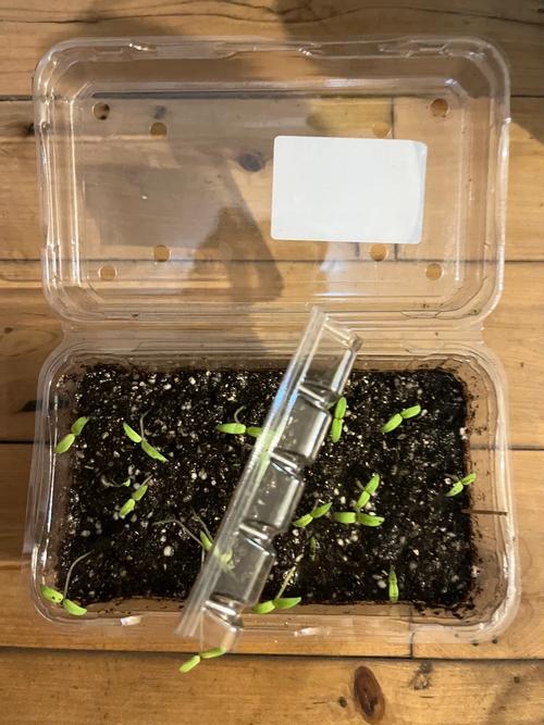 西红柿怎样保存不发芽「番茄切片种植怎么不发芽呢」 西红柿怎样保存不发芽「番茄切片种植怎么不发芽呢」 种植技巧