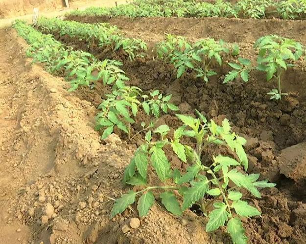 西红柿缺钙表现「种植番茄怎么给它补钙呢视频」 西红柿缺钙表现「种植番茄怎么给它补钙呢视频」 植物种类