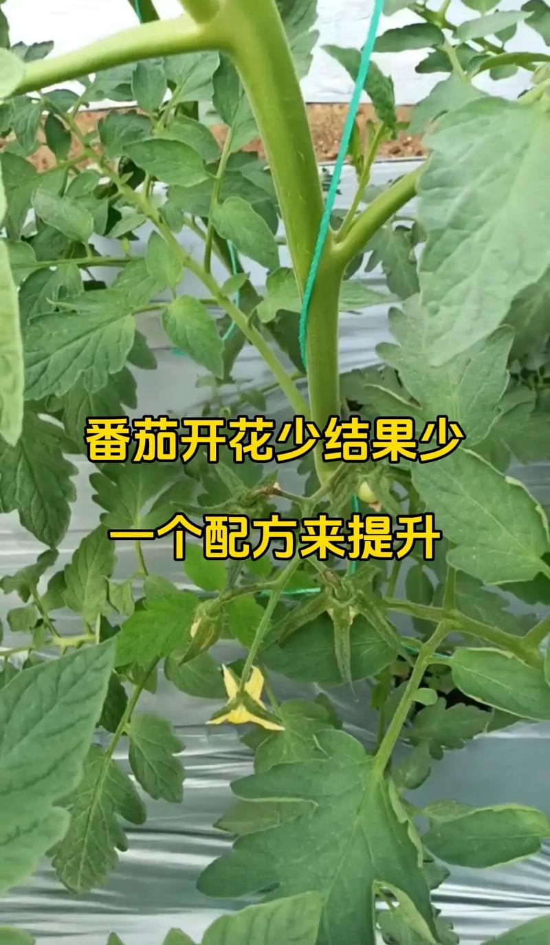 西红柿开花期如何管理「番茄开花怎么种植视频」 西红柿开花期如何管理「番茄开花怎么种植视频」 种植技巧