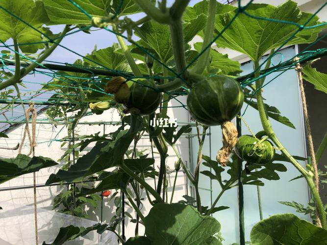 马上初秋了,大家帮忙推荐下,适合楼顶菜园种植的蔬菜瓜果有哪些「蔬菜种植技巧原理图示图片」 种植技巧 马上初秋了,大家帮忙推荐下,适合楼顶菜园种植的蔬菜瓜果有哪些「蔬菜种植技巧原理图示图片」 马上初秋了,大家帮忙推荐下,适合楼顶菜园种植的蔬菜瓜果有哪些「蔬菜种植技巧原理图示图片」 种植技巧