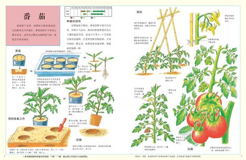 各种蔬果莳植小本领图解,各种蔬菜莳植大全。 各种蔬果莳植小本领图解,各种蔬菜莳植大全。 农业常识