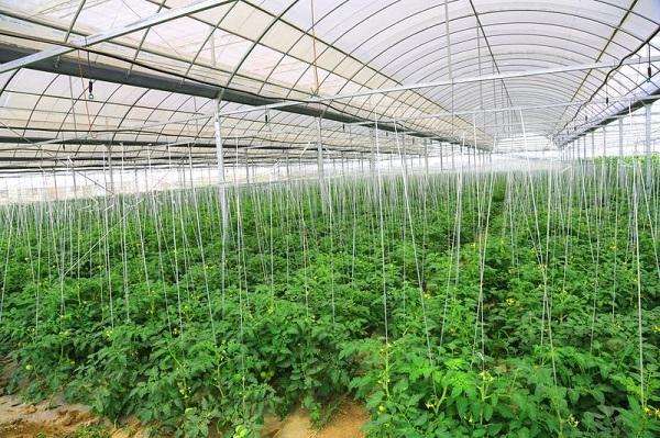 现在农村发展怎么样？有哪些发展项目「矮株番茄怎么种植视频」 现在农村发展怎么样？有哪些发展项目「矮株番茄怎么种植视频」 番茄种植技巧