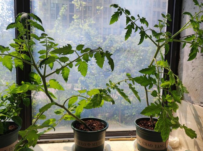 北方西红柿移栽时间「北方阳台番茄怎么种植的视频」 北方西红柿移栽时间「北方阳台番茄怎么种植的视频」 花朵知识