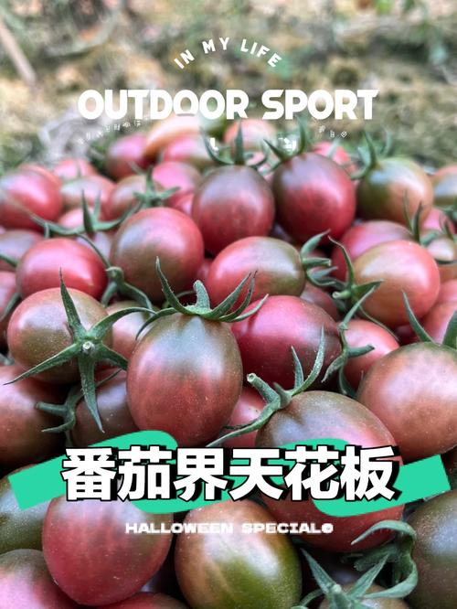 红果拉新怎么弄「黄金番茄怎么种植视频教程」 土壤施肥 红果拉新怎么弄「黄金番茄怎么种植视频教程」 红果拉新怎么弄「黄金番茄怎么种植视频教程」 土壤施肥