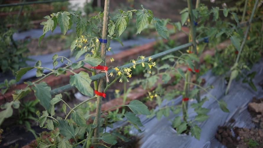 西红柿架子怎么搭「种植番茄庭院怎么种植」 西红柿架子怎么搭「种植番茄庭院怎么种植」 番茄种植技巧