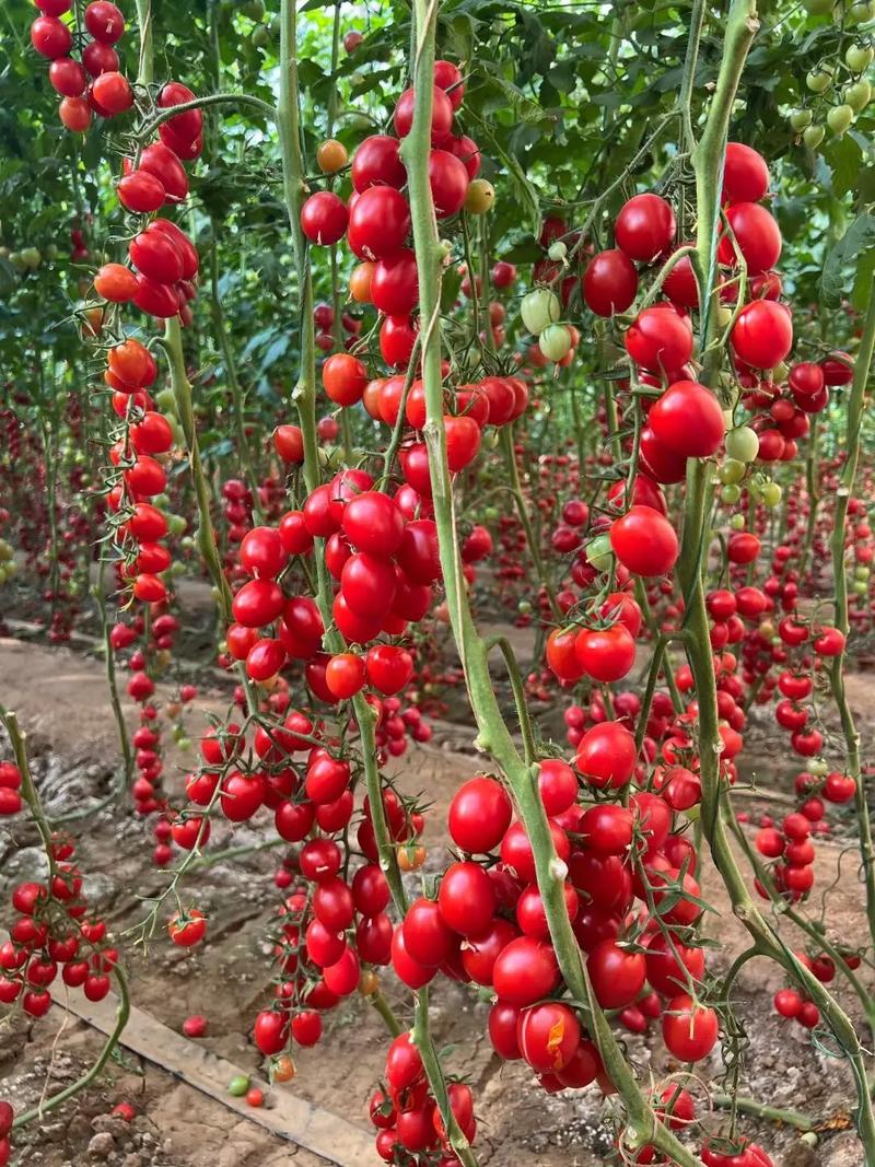 千禧小番茄种植方法「阶梯种小番茄怎么种植的」 千禧小番茄种植方法「阶梯种小番茄怎么种植的」 花朵知识