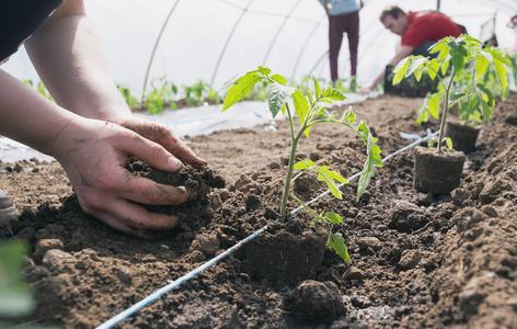 种菜间距多远一棵苗「番茄菜苗怎么种植的图片大全」 种菜间距多远一棵苗「番茄菜苗怎么种植的图片大全」 农业常识