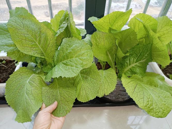 小番茄移苗到花盆中，底肥可以用发酵后的豆渣和橘子皮吗？注意什么「木屑种植番茄怎么种好看图片」 小番茄移苗到花盆中，底肥可以用发酵后的豆渣和橘子皮吗？注意什么「木屑种植番茄怎么种好看图片」 种植技巧