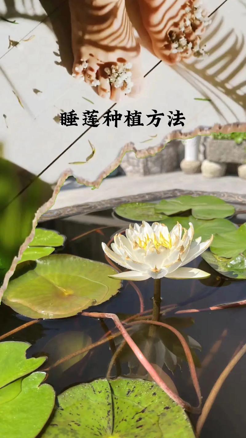 水培睡莲无土方法步骤「无土水培蔬菜种植小技巧视频」 水培睡莲无土方法步骤「无土水培蔬菜种植小技巧视频」 番茄种植技巧