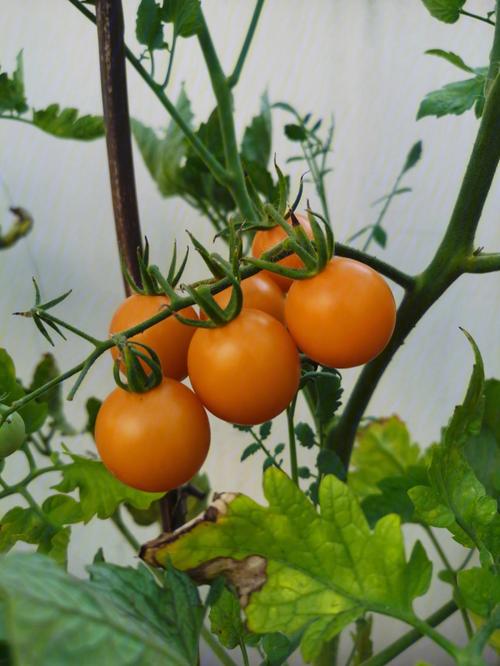 怎样在家里种植西红柿（番茄）「自家栽培小番茄怎么种植视频」 怎样在家里种植西红柿（番茄）「自家栽培小番茄怎么种植视频」 番茄病虫害防治