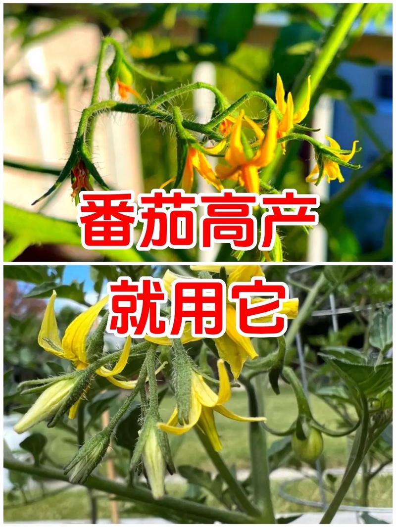 如何评价抖音外放「许愿瓶种植番茄怎么种植的」 如何评价抖音外放「许愿瓶种植番茄怎么种植的」 番茄病虫害防治