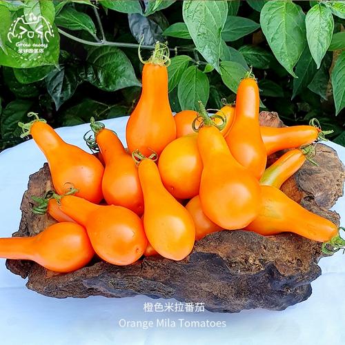 番茄什么样的颜色最好「橙色番茄怎么种植视频」 番茄什么样的颜色最好「橙色番茄怎么种植视频」 农业常识