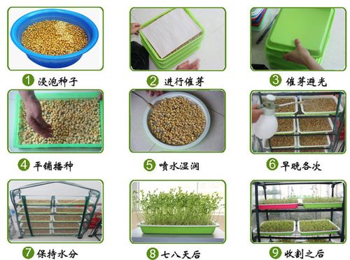 蔬菜种子如何催芽「蔬菜种植种子发芽的技巧和方法」 蔬菜种子如何催芽「蔬菜种植种子发芽的技巧和方法」 土壤施肥