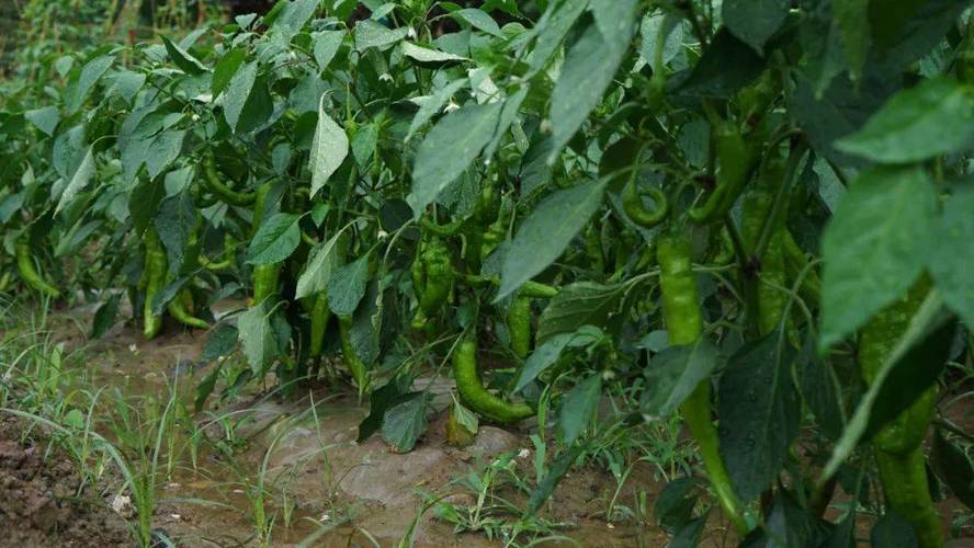 农户在菜园里种植的西红柿为什么形状不圆，而且容易裂口「番茄藤蔓怎么种植的视频」 农户在菜园里种植的西红柿为什么形状不圆，而且容易裂口「番茄藤蔓怎么种植的视频」 番茄病虫害防治