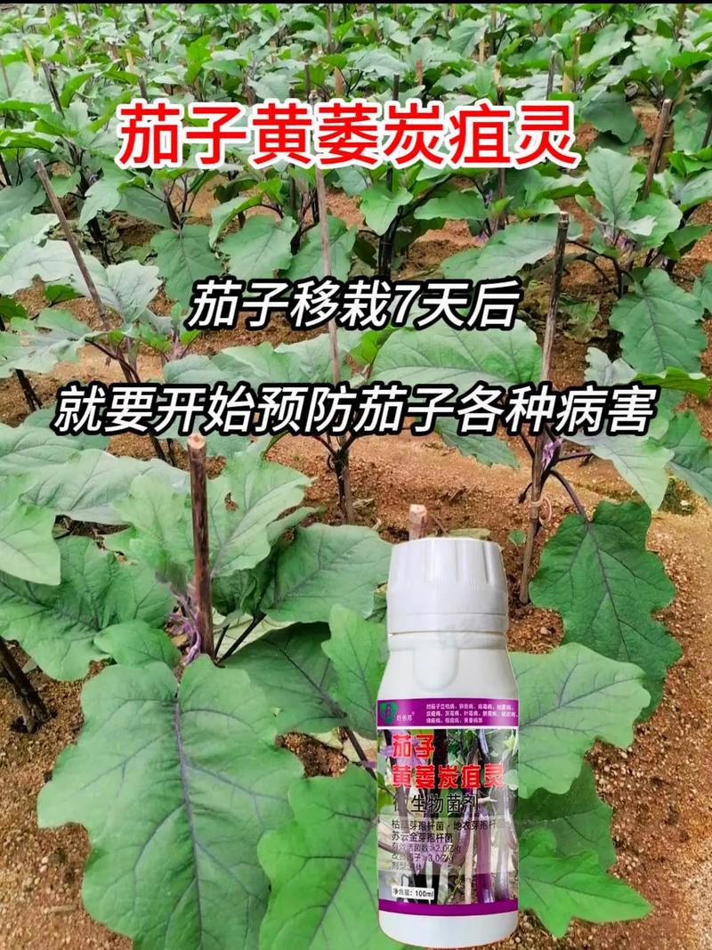 茄子黄萎病的防治方法有哪些？施肥与茄子黄萎病有什么关系吗「番茄种植黄萎病怎么防治呢」 茄子黄萎病的防治方法有哪些？施肥与茄子黄萎病有什么关系吗「番茄种植黄萎病怎么防治呢」 植物种类