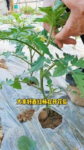番茄枝条种植方法「番茄片怎么种植视频」 番茄枝条种植方法「番茄片怎么种植视频」 植物种类