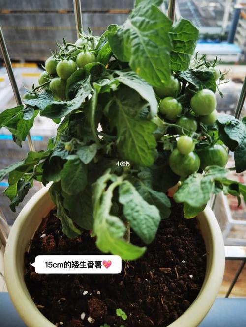 像小番茄一样的橘子叫什么「金桔番茄怎么种植的视频」 花朵知识 像小番茄一样的橘子叫什么「金桔番茄怎么种植的视频」 像小番茄一样的橘子叫什么「金桔番茄怎么种植的视频」 花朵知识