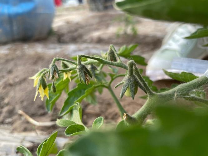 自家种的西红柿红得慢，是啥原因「番茄老枝怎么种植方法视频」 自家种的西红柿红得慢，是啥原因「番茄老枝怎么种植方法视频」 种植技巧