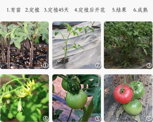番茄怎么种植步骤「怎么种植番茄生长好呢」 番茄怎么种植步骤「怎么种植番茄生长好呢」 土壤施肥