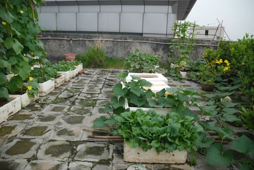 房顶如何种菜「房顶蔬菜种植小技巧视频」 房顶如何种菜「房顶蔬菜种植小技巧视频」 土壤施肥