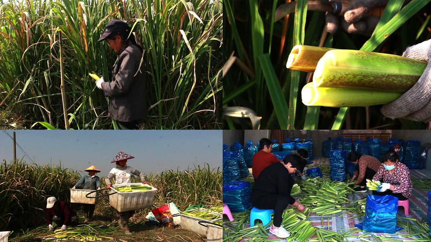 水上种植蔬菜有哪些「茭白怎么种植番茄玉米视频」 水上种植蔬菜有哪些「茭白怎么种植番茄玉米视频」 土壤施肥