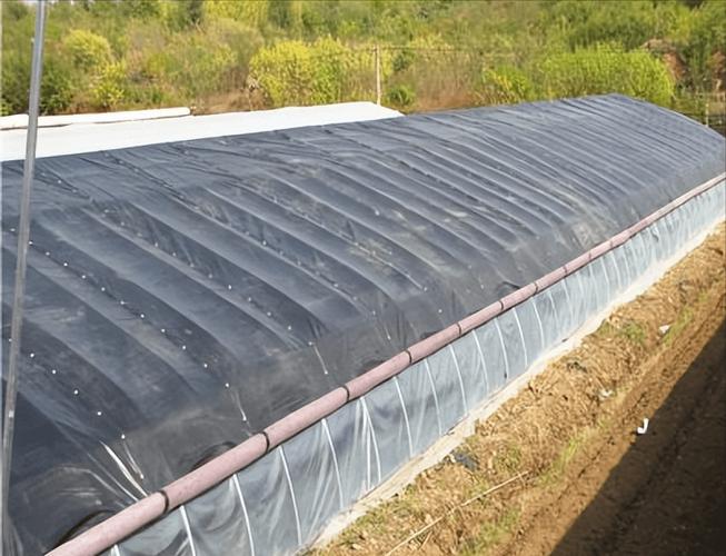 冬季大棚蔬菜种植如何控温「冬季蔬菜种植有技巧吗视频」 冬季大棚蔬菜种植如何控温「冬季蔬菜种植有技巧吗视频」 番茄病虫害防治