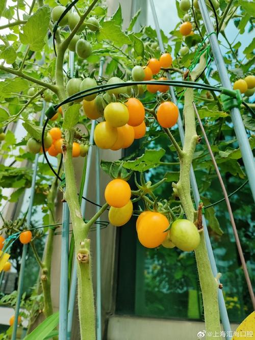 迷你西红柿的种植方法「小番茄种植牙土怎么种植的」 迷你西红柿的种植方法「小番茄种植牙土怎么种植的」 花朵知识