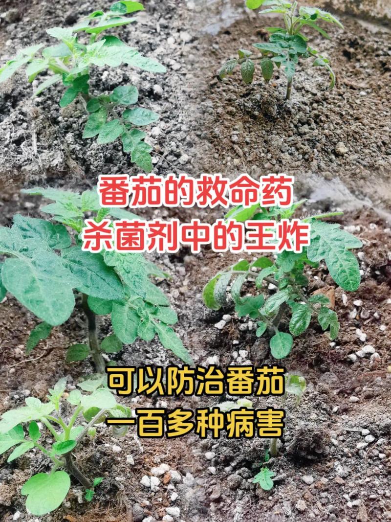 番茄苗定植后需要预防哪些病害「番茄种植怎么防病害呢」 番茄苗定植后需要预防哪些病害「番茄种植怎么防病害呢」 土壤施肥
