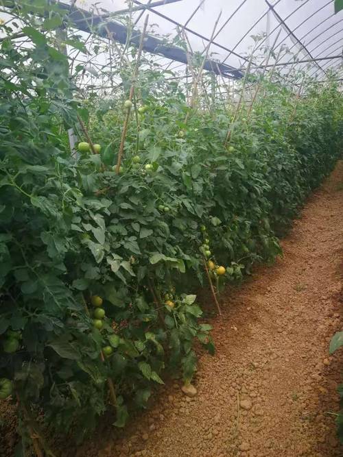 番茄栽种全过程「怎么种植大棵番茄种子呢」 番茄栽种全过程「怎么种植大棵番茄种子呢」 农业常识