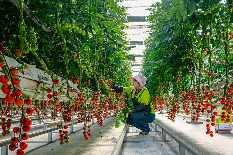 大棚西红柿怎么种植「种植番茄的大棚怎么建好看」 大棚西红柿怎么种植「种植番茄的大棚怎么建好看」 土壤施肥