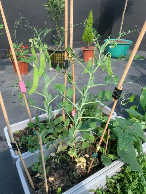 怎样种植荷兰豆「蔬菜种植技巧夏季视频教程」 怎样种植荷兰豆「蔬菜种植技巧夏季视频教程」 农业常识