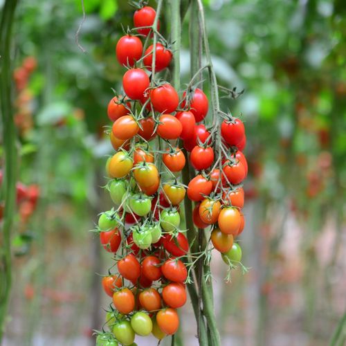 瀑布番茄种植方法「瀑布番茄的种植方法」 瀑布番茄种植方法「瀑布番茄的种植方法」 农业常识