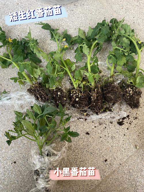 番茄小说推书视频怎么弄「网上番茄苗怎么种植视频教程」 番茄小说推书视频怎么弄「网上番茄苗怎么种植视频教程」 番茄种植技巧
