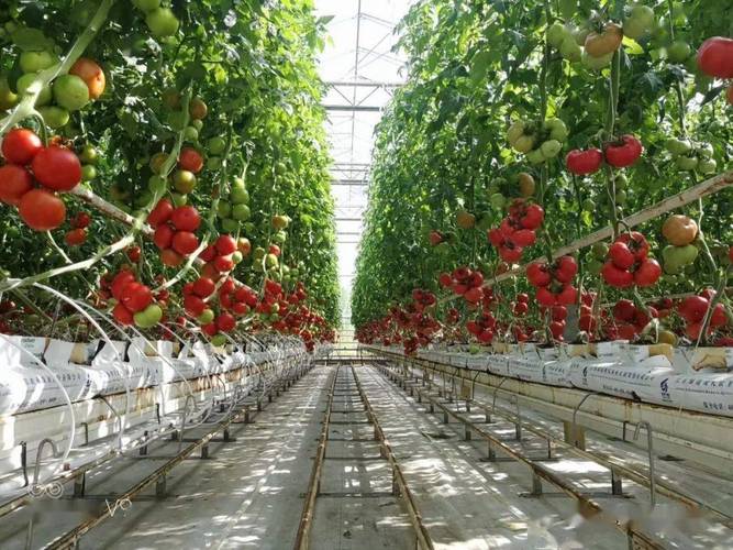 西红柿无土栽培全过程「番茄不施肥怎么种植方法视频」 西红柿无土栽培全过程「番茄不施肥怎么种植方法视频」 种植技巧