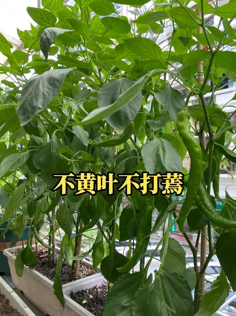 黄瓜西红柿和辣椒一起种植可以吗「怎么种植黄瓜和番茄的方法」 黄瓜西红柿和辣椒一起种植可以吗「怎么种植黄瓜和番茄的方法」 花朵知识