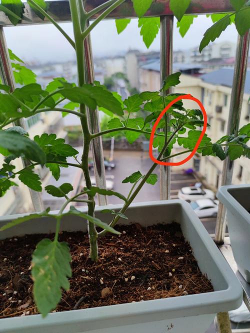 小番茄侧枝怎么处理「番茄侧枝断了怎么种植视频」 小番茄侧枝怎么处理「番茄侧枝断了怎么种植视频」 农业常识