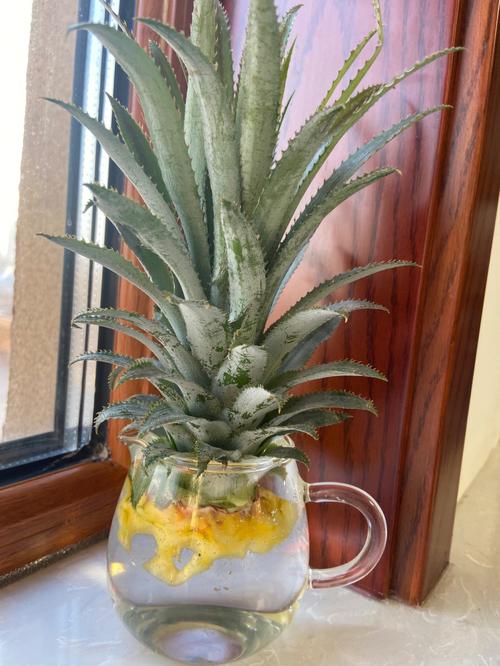 菠萝头能栽培吗「金桔盆栽蔬菜种植小技巧视频」 菠萝头能栽培吗「金桔盆栽蔬菜种植小技巧视频」 土壤施肥