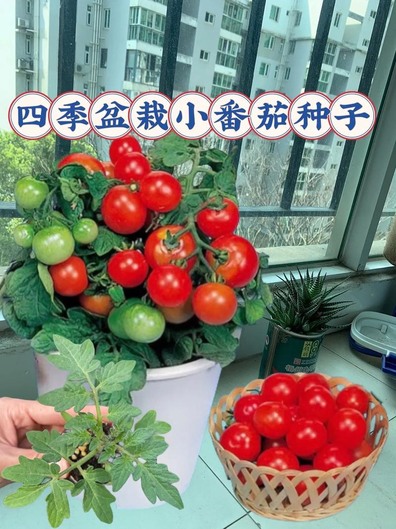 小西红柿怎么种植盆栽「小番茄盒子盆栽怎么种植视频」 小西红柿怎么种植盆栽「小番茄盒子盆栽怎么种植视频」 农业常识