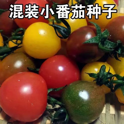 西红柿有哪些品种「小番茄种子多彩怎么种植视频」 西红柿有哪些品种「小番茄种子多彩怎么种植视频」 番茄病虫害防治