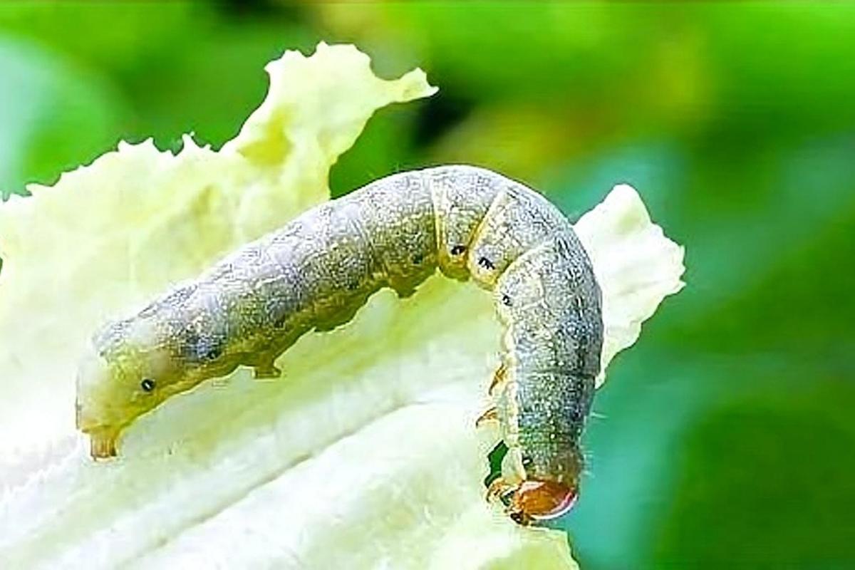 农村自家菜园子的蔬菜上出现很多青虫，请问如果不打农药用其它土方法可以消灭青虫吗「农村野生蔬菜种植小技巧视频」 农村自家菜园子的蔬菜上出现很多青虫，请问如果不打农药用其它土方法可以消灭青虫吗「农村野生蔬菜种植小技巧视频」 花朵知识