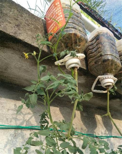 油桶种圣女果的方法「农村怎么种植小番茄苗子视频」 花朵知识 油桶种圣女果的方法「农村怎么种植小番茄苗子视频」 油桶种圣女果的方法「农村怎么种植小番茄苗子视频」 花朵知识