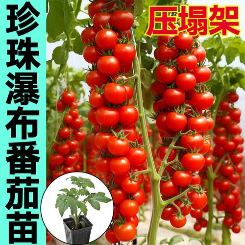 瀑布番茄好吃吗「珍珠瀑布番茄怎么种植的」 瀑布番茄好吃吗「珍珠瀑布番茄怎么种植的」 种植技巧
