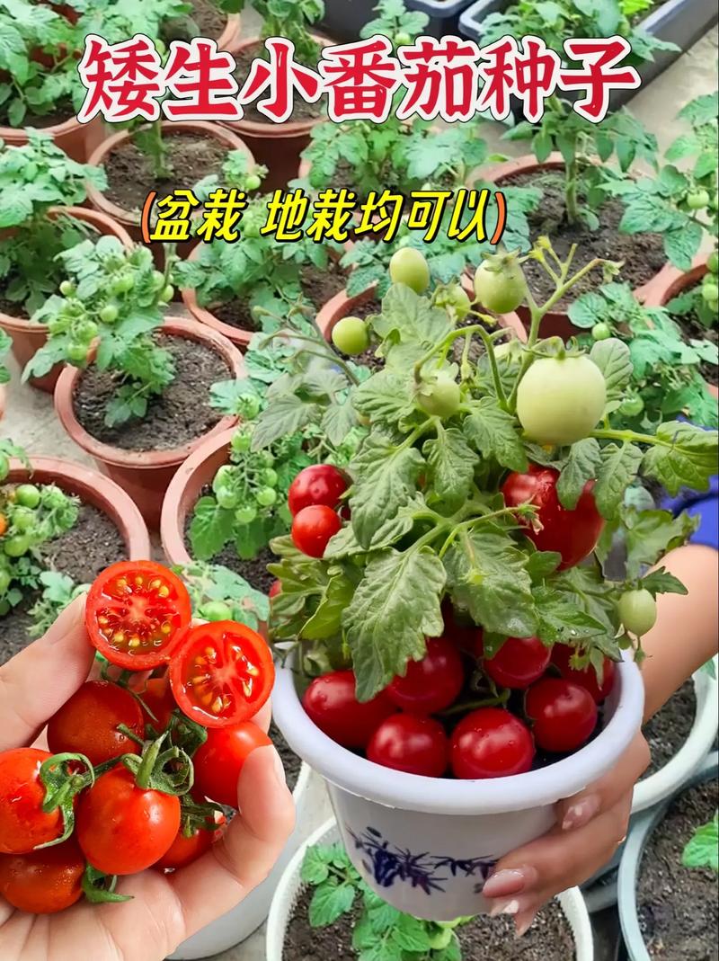红曼罗西红柿口感怎么样「罗曼小番茄种子怎么种植视频」 红曼罗西红柿口感怎么样「罗曼小番茄种子怎么种植视频」 花朵知识