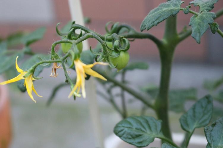 盆栽小番茄要怎么养「桌上盆栽小番茄怎么种植视频」 盆栽小番茄要怎么养「桌上盆栽小番茄怎么种植视频」 花朵知识